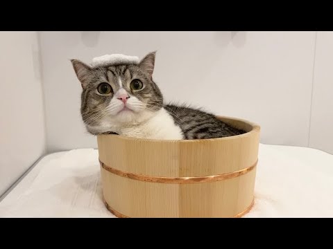 お風呂までストーカーしてくる猫と混浴したらかわいすぎました笑(YouTube)