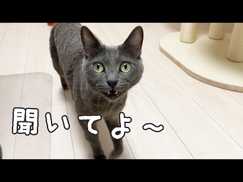 娘が家にいなくて文句を言ってくる猫ハムちゃん(YouTube)