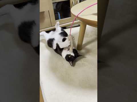 仰向けが少しだけヘンテコな猫 【 #Shorts 】(YouTube)