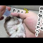 目薬が垂れる瞬間、目を閉じて回避しちゃうハムスター【ものもらい】(YouTube)