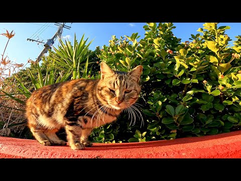 神社にいた野良猫をナデナデしてきた(YouTube)