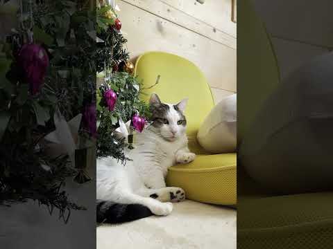 ゆっくりと揺れているだけの猫【 #Shorts 】(YouTube)