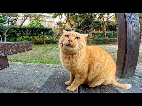 公園のテーブルで野良猫を撫でる(YouTube)
