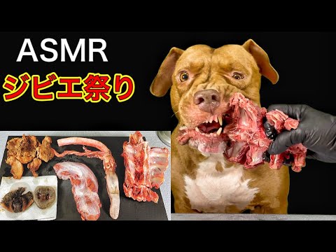 【閲覧注意ASMR】ピットブルが鹿の背骨を噛み砕く咀嚼音がクセになる(YouTube)
