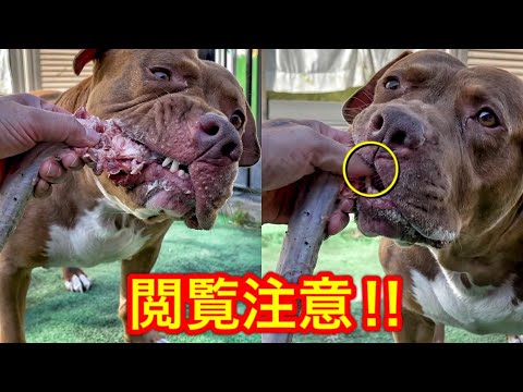 【犬の咀嚼音】ピットブルに肉をあげたら指まで噛まれました!!無傷です(YouTube)