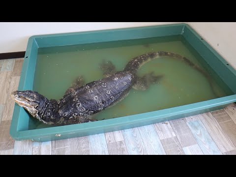 【1番大変】テン君が作ったう◯こ水の掃除方法(YouTube)