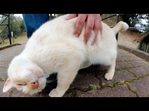 ライバルの灰色猫を追い払って、足にスリスリしてくる薄茶シロ猫(YouTube)