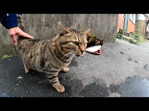 【今週のボツ動画】短い野良猫動画まとめて公開2021/12/3w(YouTube)