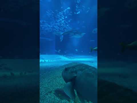 【海遊館】クエとみる「太平洋」水槽(YouTube)