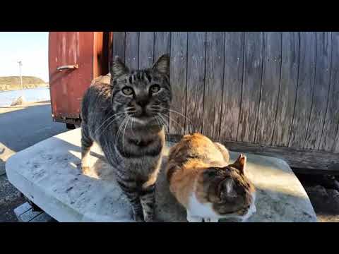 感動猫動画 のライブ配信(YouTube)