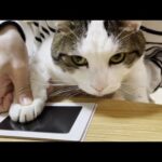 肉球スタンプで猫との思い出を作ってみました(YouTube)