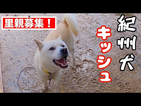 飼い主を噛んで保健所に捨てられた紀州犬キッシュくん里親様募集❗️(YouTube)
