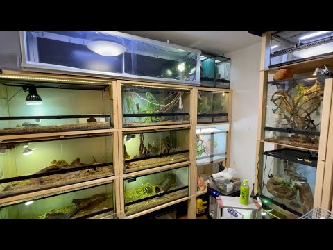 爬虫類を繁殖する4歳児の子が凄すぎたwww(YouTube)