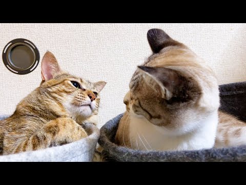 行かないで～！妹猫と一緒にお昼寝をしたい麦わら猫♥(YouTube)
