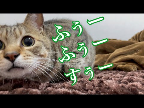 遊びすぎると鼻息が荒くなっちゃう猫がかわいい(YouTube)