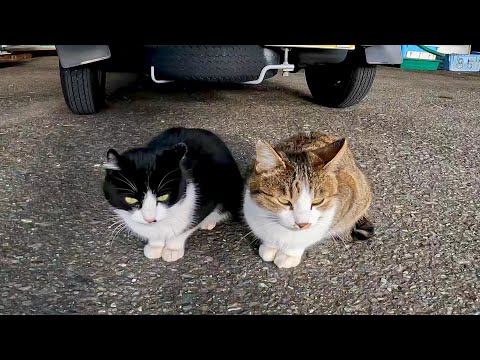 漁港をウロウロする野良猫達(YouTube)
