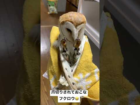 爪切りをされてご立腹なフクロウ(YouTube)