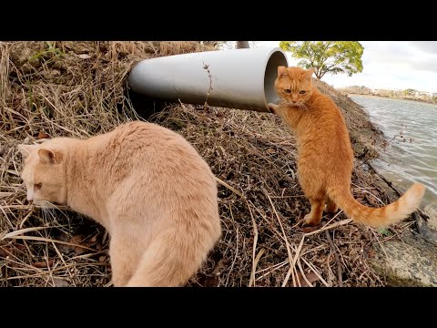 クリーム猫と茶トラ猫の仲良しコンビが楽しそうにかくれんぼをする(YouTube)