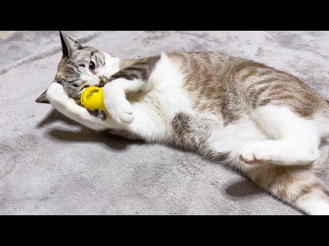 お姉ちゃん猫を心配するも思わず逃げてしまう子供猫♡(YouTube)
