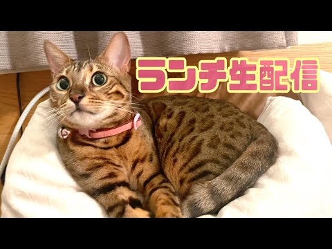 【ランチ生配信12/7】寒い日は猫達と温まりませんか？生配信(YouTube)