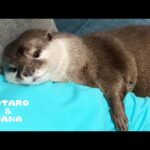 父ちゃんが呼ぶとダッシュで抱きつきにくるカワウソ　Otter Runs and Cuddles Her Dad’s Arm(YouTube)