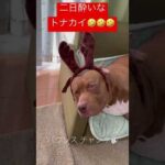 二日酔いなトナカイw#shorts(YouTube)