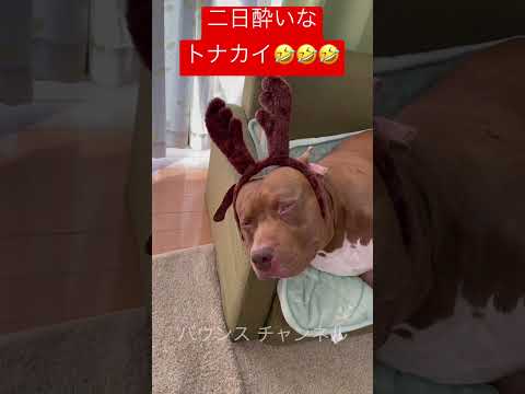 二日酔いなトナカイw#shorts(YouTube)