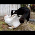 顔を合わせるとプロレスごっこを始めてしまう仲良し猫コンビ(YouTube)