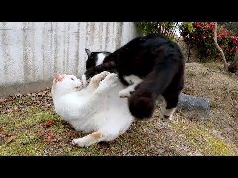 顔を合わせるとプロレスごっこを始めてしまう仲良し猫コンビ(YouTube)