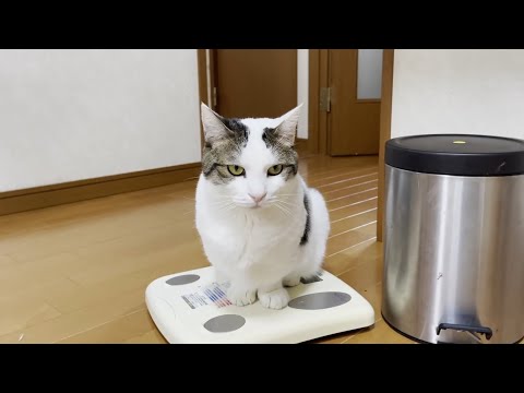 お茶目な豆大福をまとめてみました(YouTube)