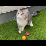庭で遊んでたら鳥に睨まれて動けなくなっちゃった猫がこちら…汗(YouTube)