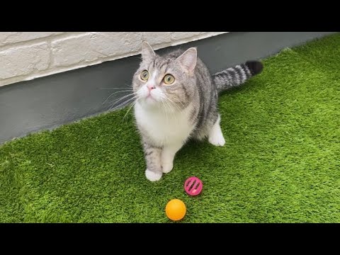 庭で遊んでたら鳥に睨まれて動けなくなっちゃった猫がこちら…汗(YouTube)