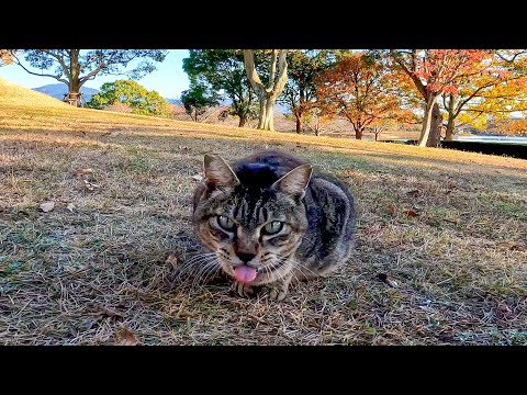 なかなか正面を向いてくれない公園の猫(YouTube)