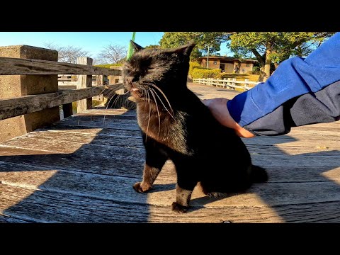 橋の上で出会った黒猫とキジトラ猫がカワイイ(YouTube)
