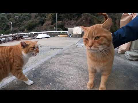 感動猫動画 のライブ配信(YouTube)