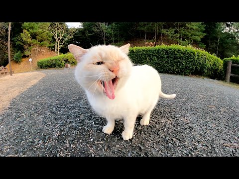 野良猫に誘われて、夕暮れ時の猫ミーティングに出席してきた(YouTube)