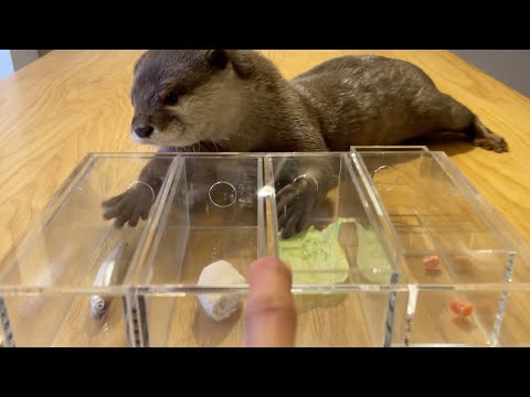 カワウソの好物完全決定戦！魚、肉、レタス、ジャーキーを一度に並べた！ Otter’s favorite food, fish meat lettuce jerky, all on the table.(YouTube)