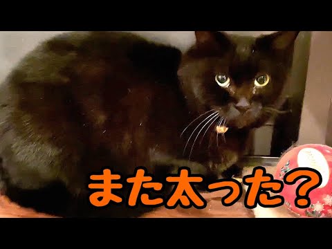 周りで何があっても食べ続ける新入り猫ロン(YouTube)