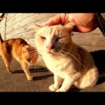 濃淡茶トラ猫コンビをモフるとゴロゴロと喉を鳴らして喜んでくれた(YouTube)