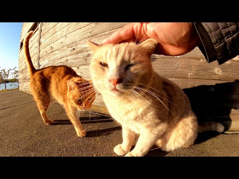 濃淡茶トラ猫コンビをモフるとゴロゴロと喉を鳴らして喜んでくれた(YouTube)