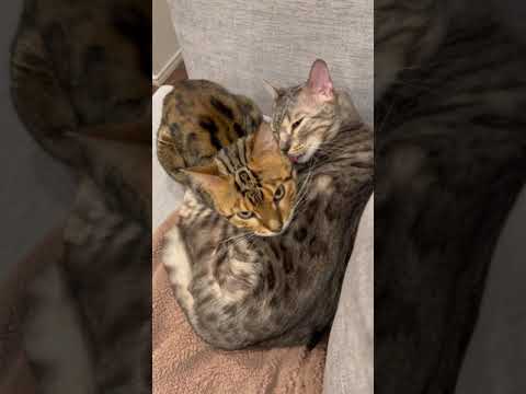 お互いに舐め合いながらそのまま寝落ちする猫たち　#shorts(YouTube)