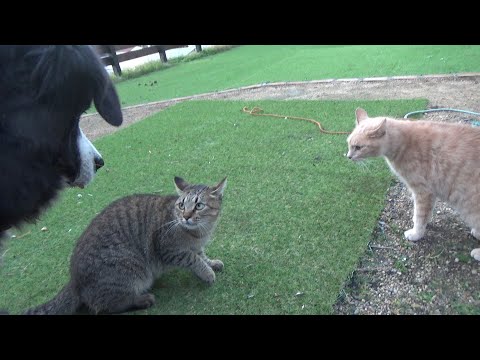 喧嘩を犬に見られて本気でヤバそうな顔の猫(YouTube)