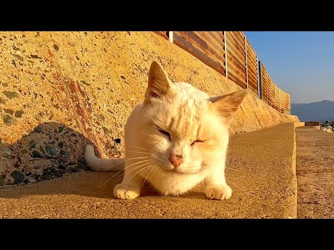 防波堤に猫がいたので隣に座ってナデナデしてきた(YouTube)