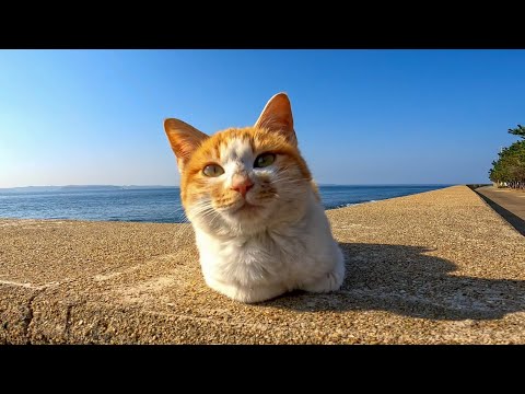 防波堤の猫の集会に行ってきた(YouTube)