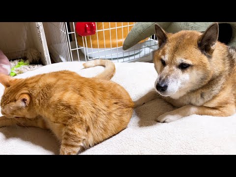 子供猫と遊びたくて大きな体でじーっと待つ柴犬♥(YouTube)