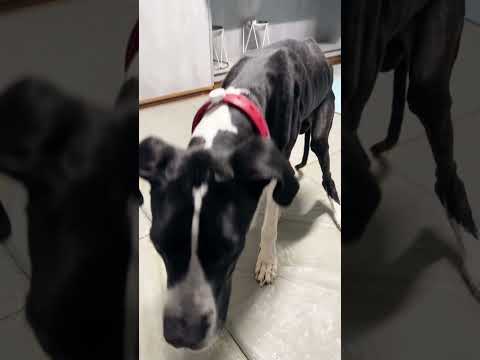 愛犬とLINEトークしてみた！#Shorts(YouTube)