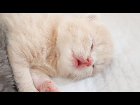 子猫はお母さん猫を見つけると泣き叫びます…(YouTube)