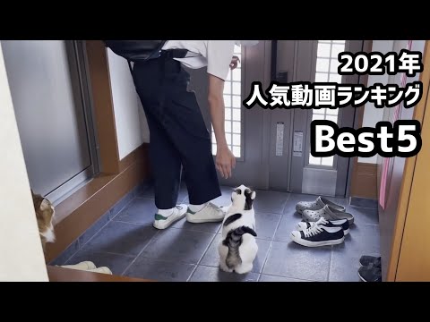 2021年版ひのき猫 人気動画ランキング ベスト5(YouTube)
