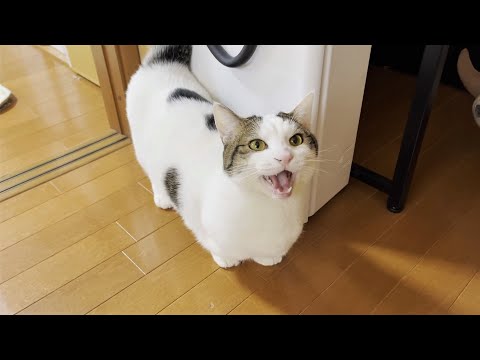 寒くても「散歩に連れて行け」と駄々っ子になる猫(YouTube)