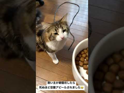 猫の空腹アピールがかわいすぎる🐈#shorts(YouTube)
